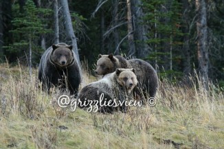 Three Grizzlies - What a SIGHT!!